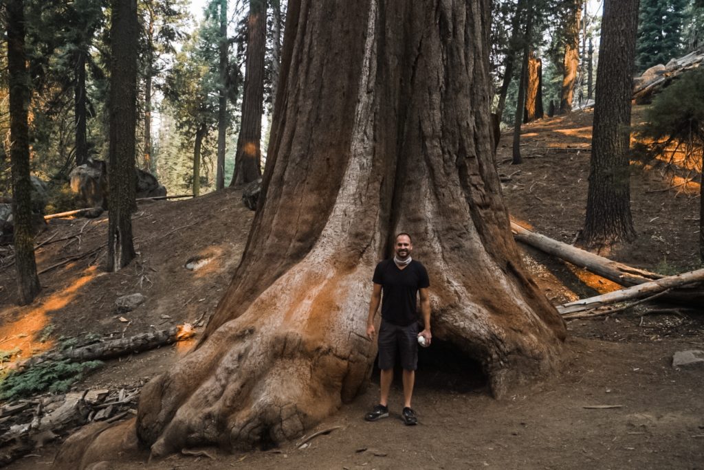 man standing in front of a sequoia tree