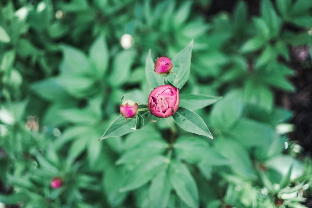 Pink flower bud surrounded by green leaves